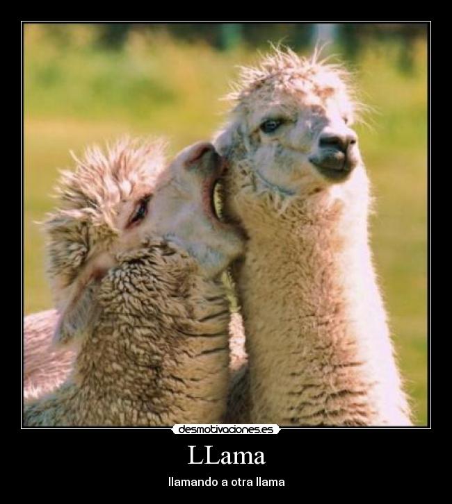 LLama -