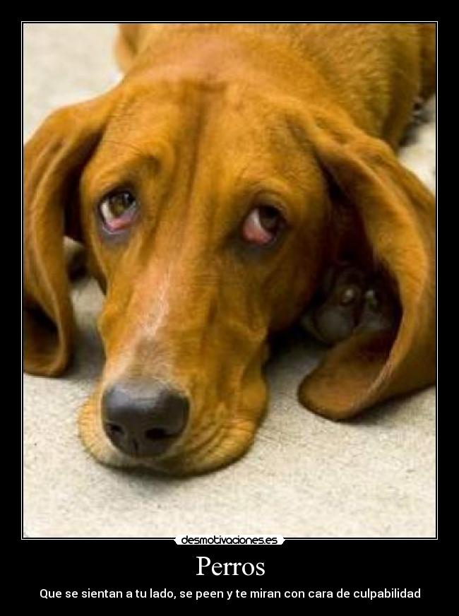Perros - 