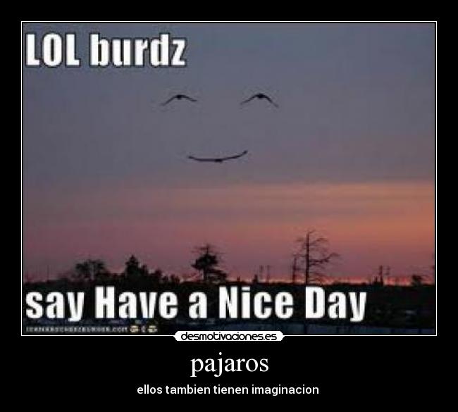 pajaros - ellos tambien tienen imaginacion 