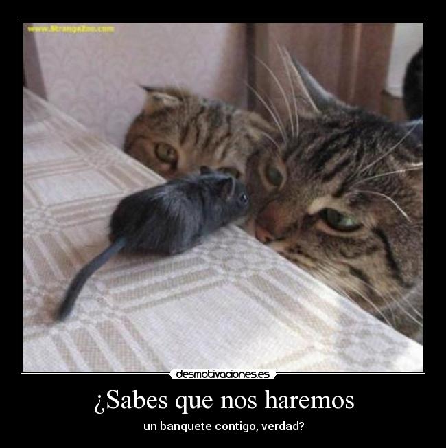 ¿Sabes que nos haremos -