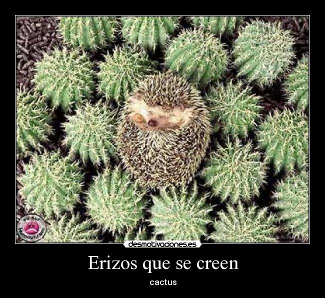 Erizos que se creen -