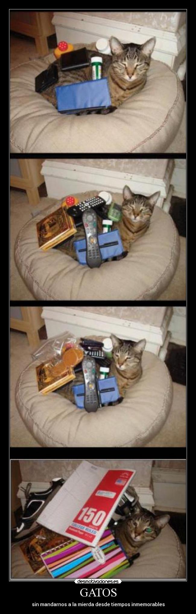 GATOS - sin mandarnos a la mierda desde tiempos inmemorables