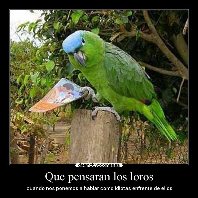 Que pensaran los loros - cuando nos ponemos a hablar como idiotas enfrente de ellos