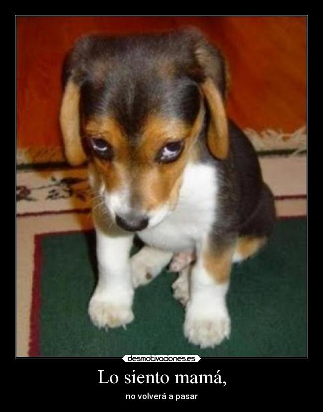 Lo siento mamá, -