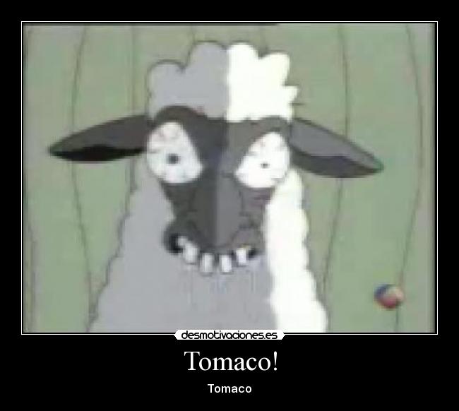 Tomaco! -