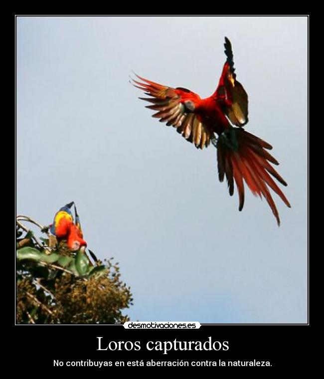 Loros capturados - No contribuyas en está aberración contra la naturaleza.