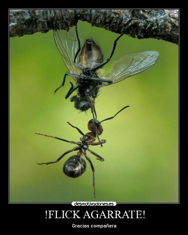 carteles chuck norrispokemonfuck yeahpoker face desmotivaciones