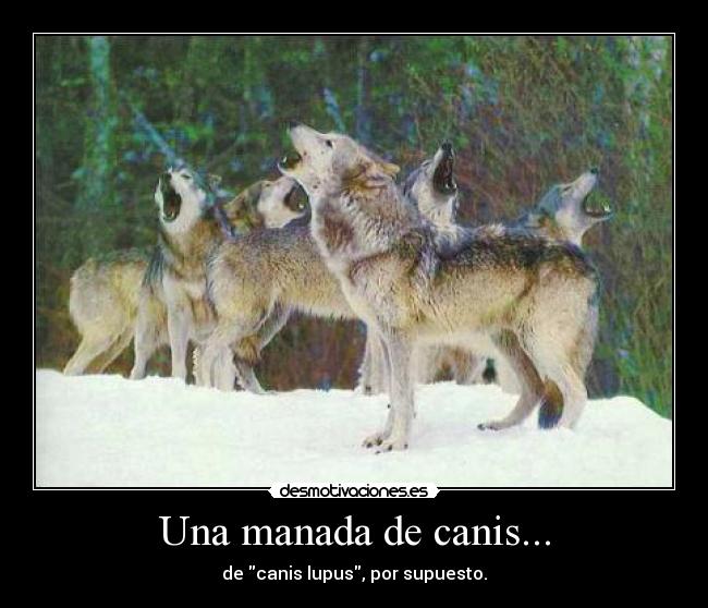 Una manada de canis... - 