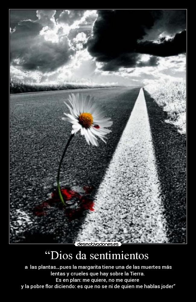 carteles dios sentimientos dios sentimientos plantas muerte margarita desmotivaciones