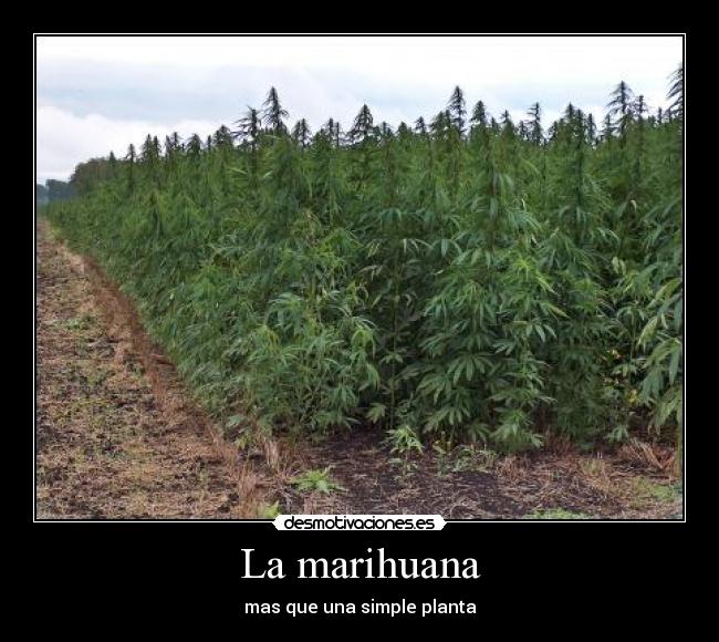 La marihuana - 
