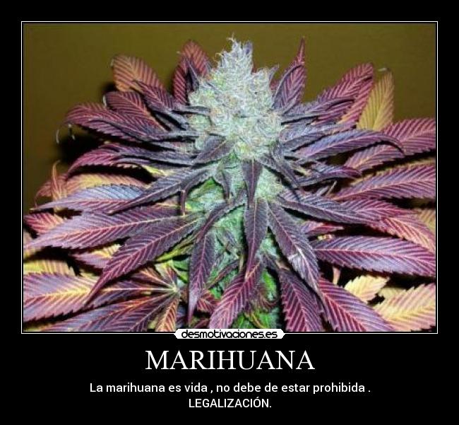 MARIHUANA - 