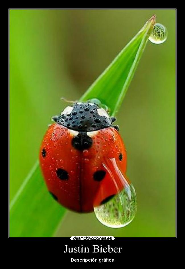 Justin Bieber - Descripción gráfica