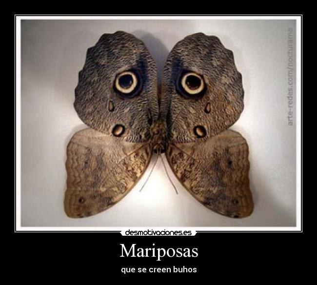 Mariposas - que se creen buhos