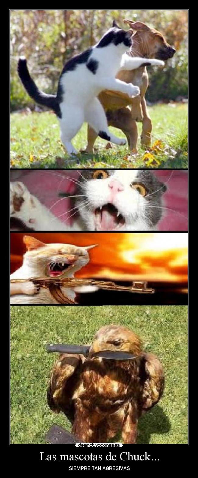 Las mascotas de Chuck... - 