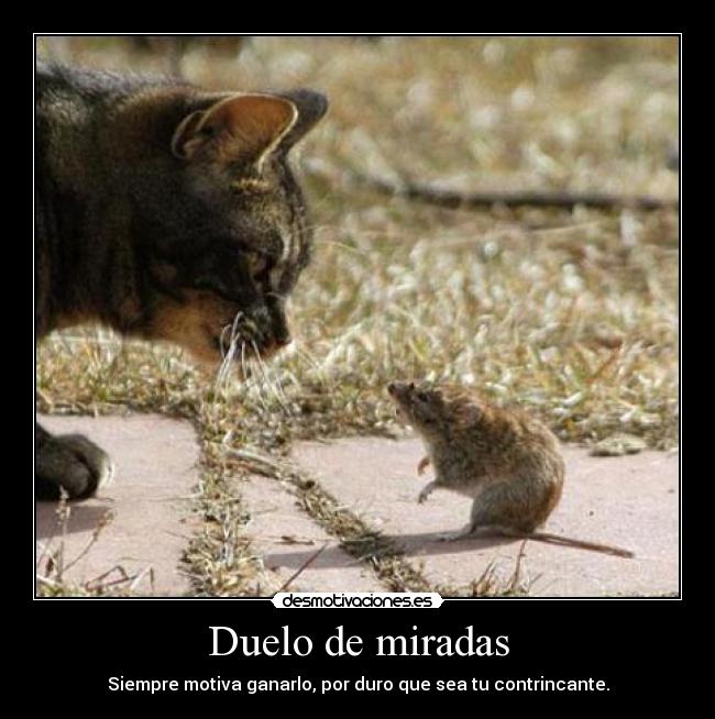 Duelo de miradas - Siempre motiva ganarlo, por duro que sea tu contrincante.