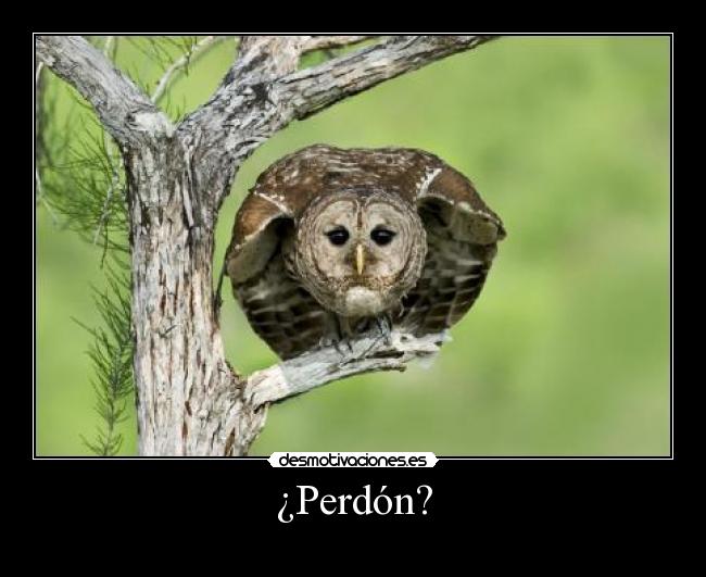 ¿Perdón? -