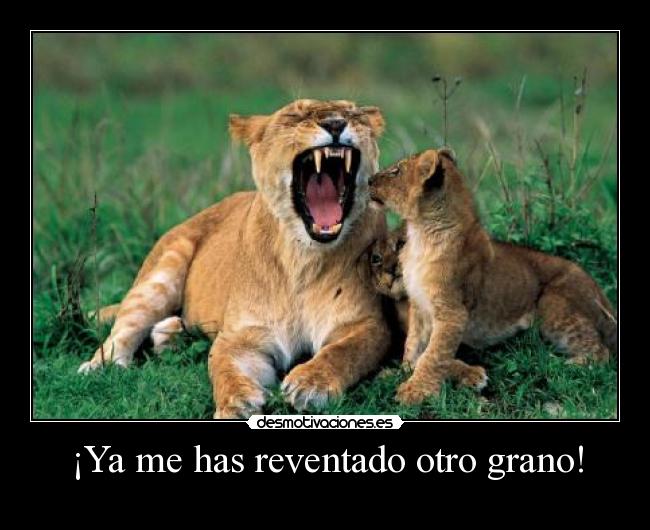 ¡Ya me has reventado otro grano! -