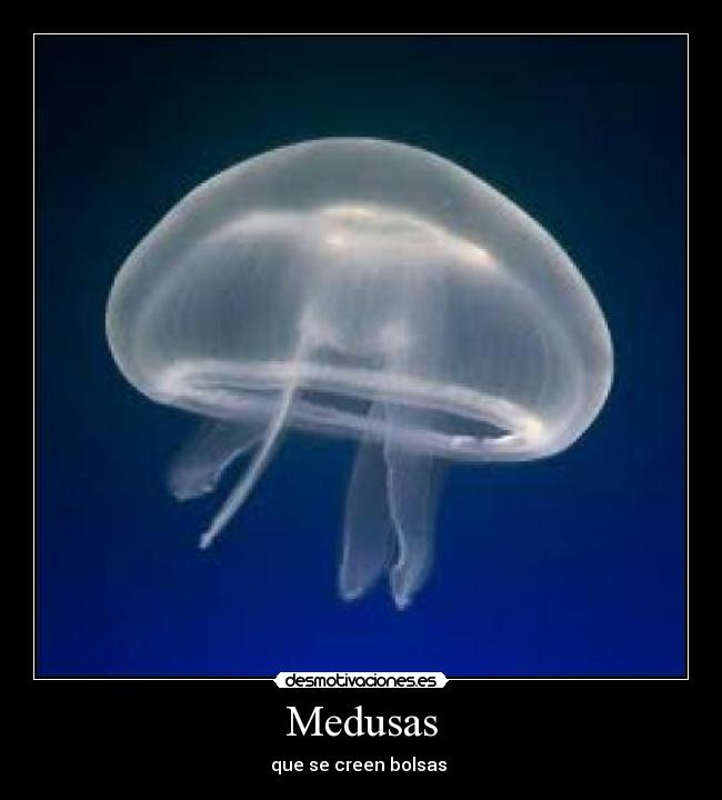 Medusas - que se creen bolsas