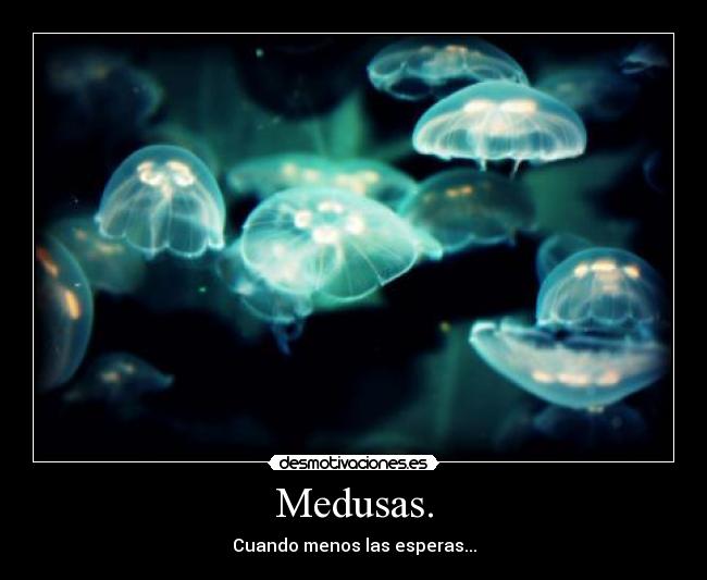 Medusas. -