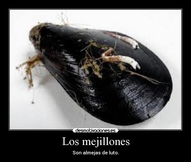 Los mejillones - Son almejas de luto.