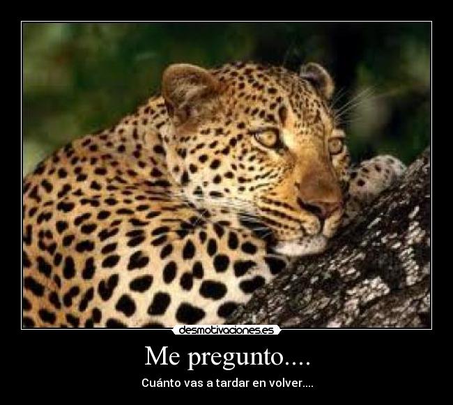 carteles tigre desmotivaciones