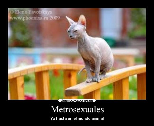 carteles gatocalvometrosexualanimal desmotivaciones