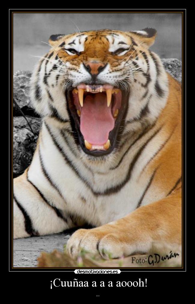 ¡Cuuñaa a a a aoooh! - 