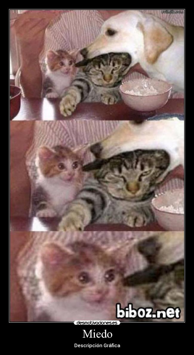 Miedo - 