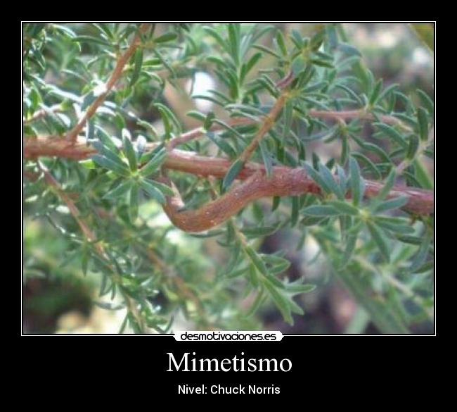 Mimetismo - 