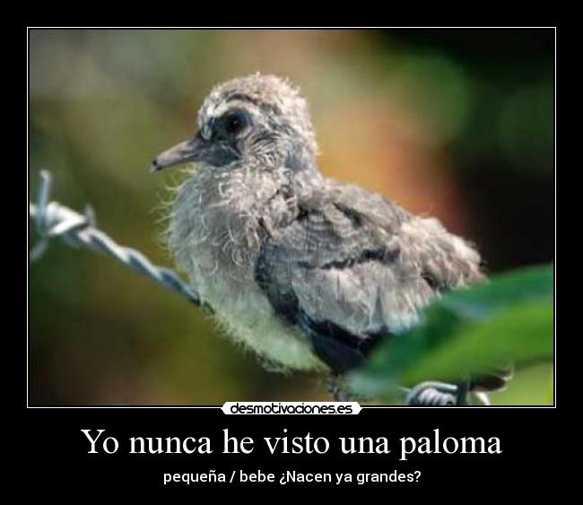 carteles paloma bebe pequena nunca visto nacen grandes quye desmotivacion tan grande desmotivaciones