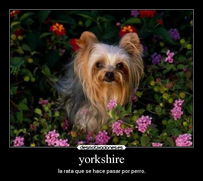 yorkshire - 