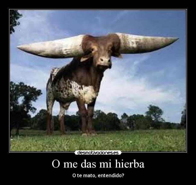 O me das mi hierba -