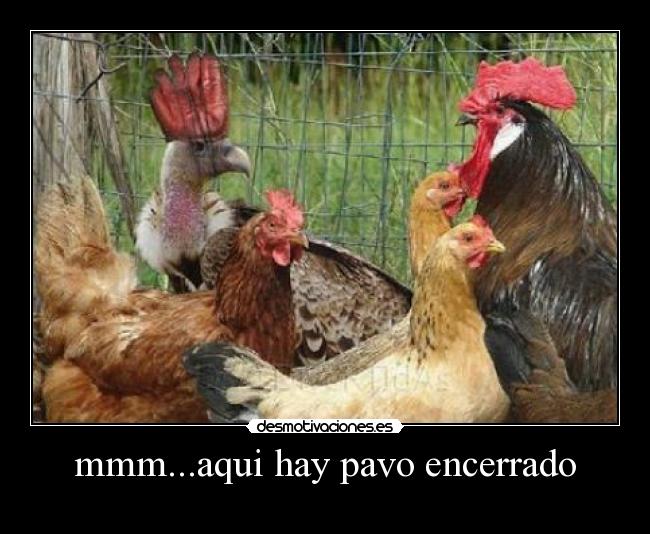 mmm...aqui hay pavo encerrado - 