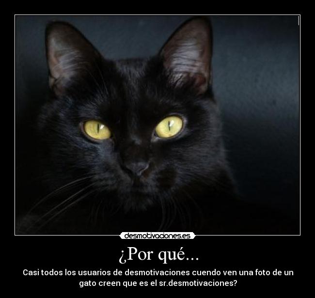 ¿Por qué... - Casi todos los usuarios de desmotivaciones cuendo ven una foto de un
gato creen que es el sr.desmotivaciones?