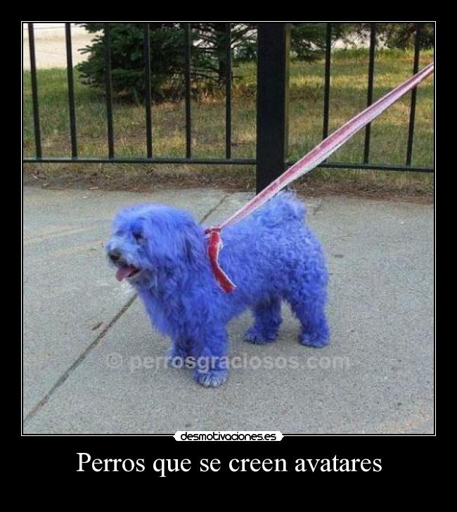 Perros que se creen avatares - 