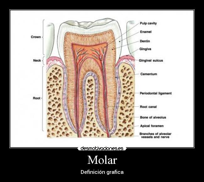 Molar | Desmotivaciones