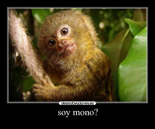 soy mono? -