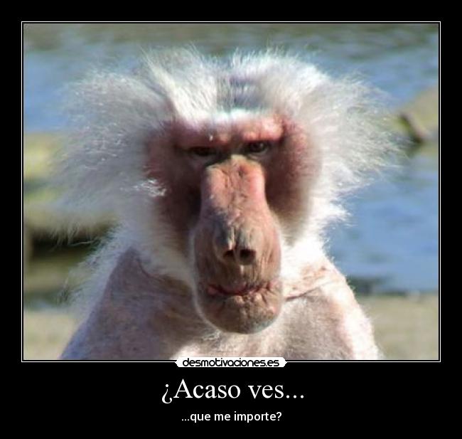 carteles acaso ves desmotivaciones