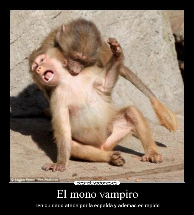 carteles mono vampiro desmotivaciones