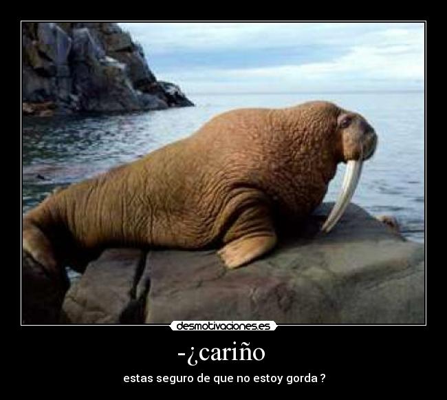 -¿cariño - estas seguro de que no estoy gorda ?