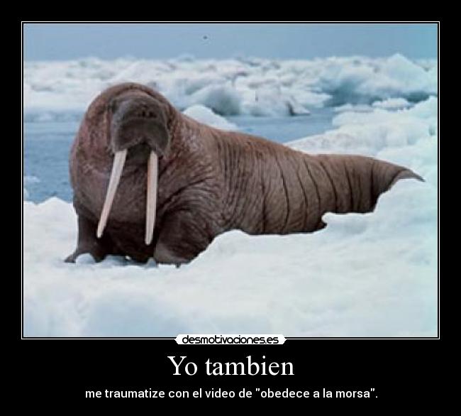 Yo tambien - me traumatize con el video de obedece a la morsa.