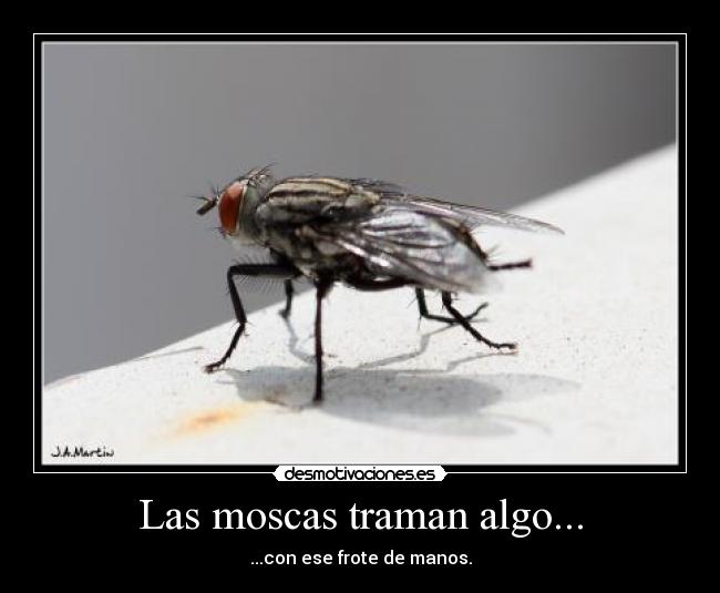 Las moscas traman algo... -