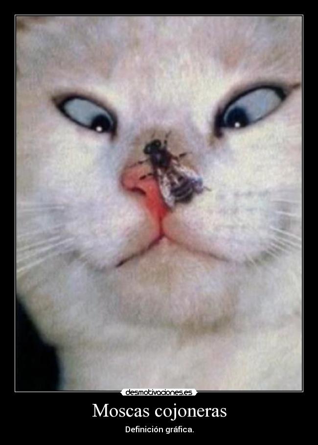 carteles moscas desmotivaciones