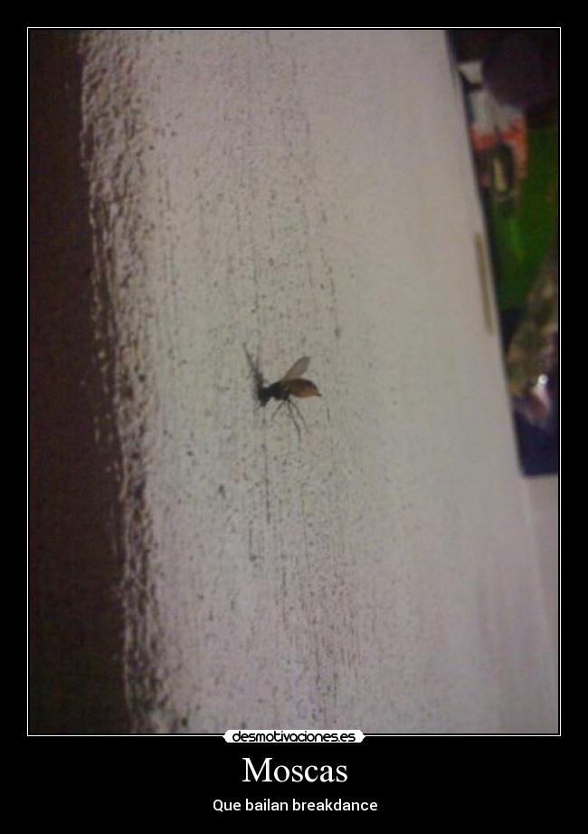 Moscas -