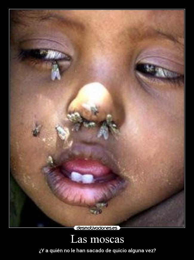 Las moscas - ¿Y a quién no le han sacado de quicio alguna vez?