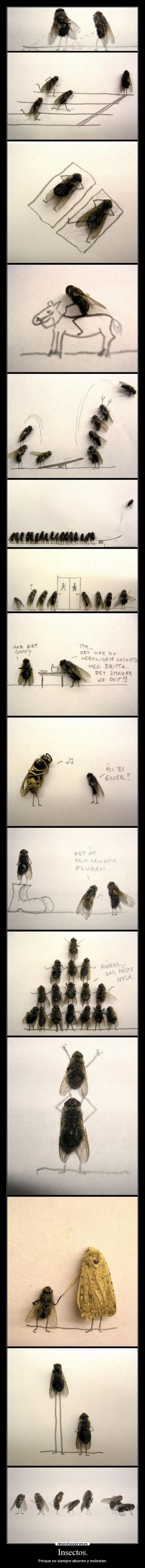 Insectos. -