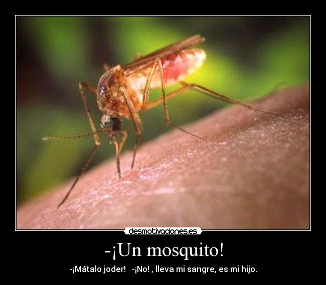 -¡Un mosquito! -