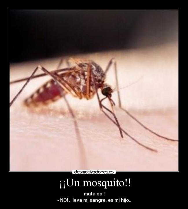 ¡¡Un mosquito!! - 