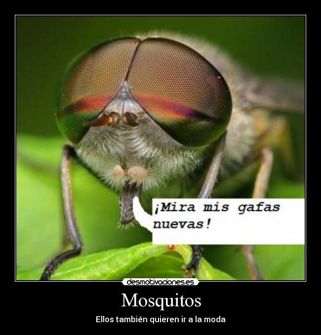 Mosquitos -