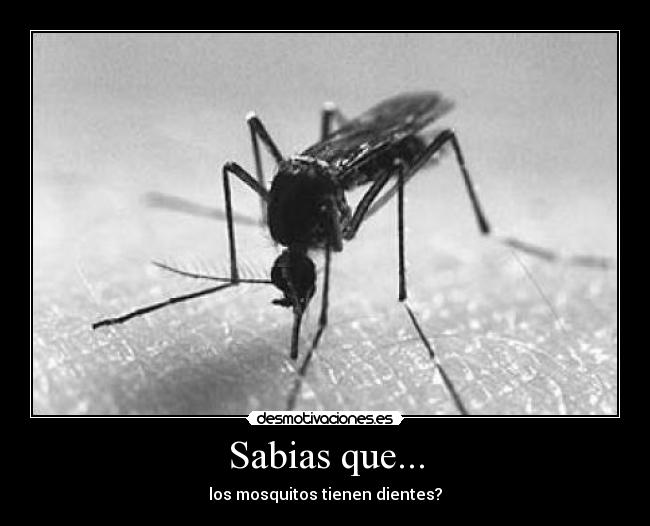 Sabias que... - los mosquitos tienen dientes?